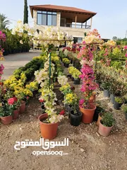  7 جميع أنواع الأشجار ( أشجار زينة - أشجار مثمرة )