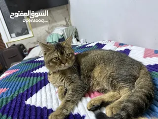  6 قط للبيع ذكر