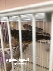  17 Breeding pairs of canary  in Alain