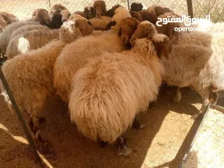  6 عروض اضاخي بسعر مغري
