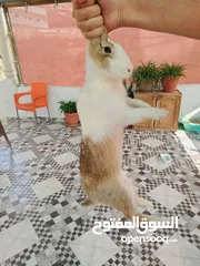  1 أرانب ذكور للبيع