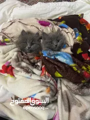  4 قطط صغار ذكور لطيفين للبيع