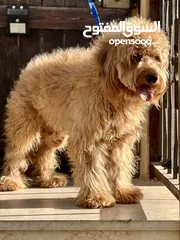  5 Golden doodle