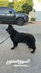 5 انثى رويال بلاك Female German Shepard Royal Black 10 months