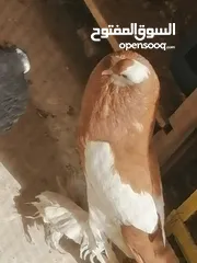  1 طيرة منفاخ اصفر جامبو شغاله بتزق افراخها في مادبا للبيع ام فرخ بدون الفرخ