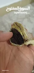  1 صرة مسك غزال اصلي نادر