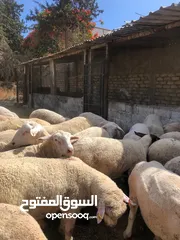 9 بيع جميع الانواع الاغنام