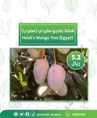  5 شتلات و أشجار المانجو المختلفة لدى مشتل الأرياف بأسعار مناسبة ومنافسة  mango tree