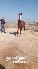  1 خيل للبيع او البدل