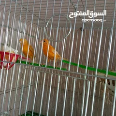  9 كوم كنار للبيع