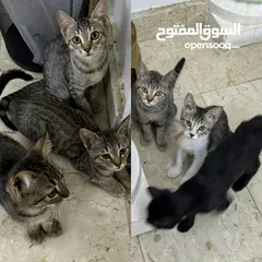  1 Cats for adoption for free