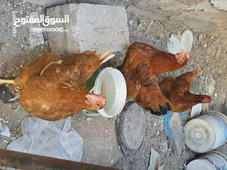  2 دجاج لوهمان هندي
