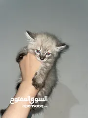  1 قط للبيع بن عروس