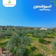  3 أرض سكنية مزروعة زيتون في السلط / الصبيحي / سيحان / 1200 متر