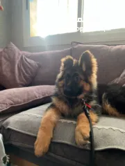  3 جرو جيرمن 3 شهور للبيع