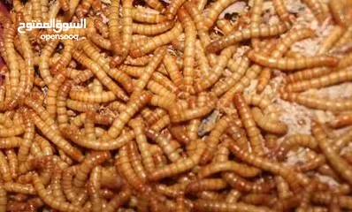  1 دود قبابي للبيع صويلح