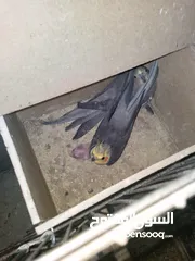  3 جوز كوكتيل بالصلاة على النبي صحه ونظافة معهن فرخ لون سكني أنتجت منهن وروضة فراخهن البيع لعدم التفرغ.