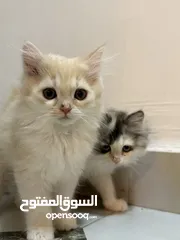  3 Cats sherazi