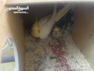  6 جوز كوكتيل على وجه بيض اغلب وقتهم بلكوخ