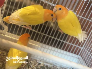  1 نتيات بركديلو ربي يبارك