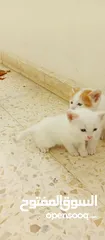  2 قطط نوع شيرازي للبيع