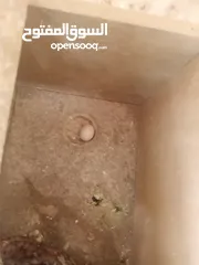  4 جوز طيور حب للبيع