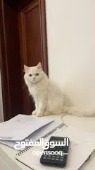  1 persian white cat and turkish cat