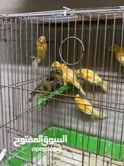  21 جوز كنار للبيع