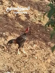  10 دجاج باكستاني