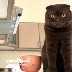  2 سكوتش فولد تشوكلت للتزاوج