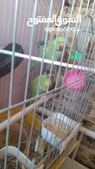  1 جوز دره مع فراخ