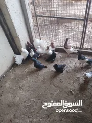  16 متاح جوز ماشاءالله موجودات طبربور