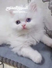  8 قطط نوعيات مختلفة في بغداد أقره الوصف