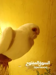 3 بولنديات نخب ولا غلطة
