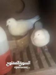  2 حمام فرنسي حبة نضيفة وفي كمان جوز واحد شفر والثاني زاجل العدد  4