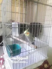  1 ببغاء كوكتيل ذكر