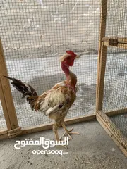  3 ديج عرب ابو ركيبة