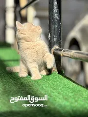  1 قطط بريتش عمر شهرين