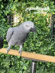  2 ببغاء كاسكو