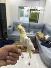  3 طيور كوكتيل للبيع