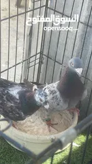  7 حمام كش و زق