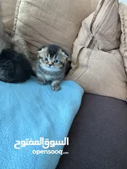  4 Scottish fold