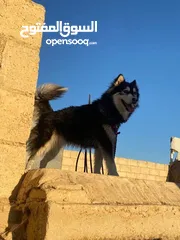  2 انثى هاسكي منتجة