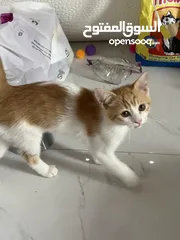  5 قط ذكر، العمر شهرين و نص. Cat for sale 2 and half months old.