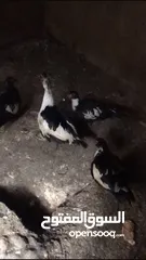  6 جاج وديك وبط