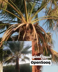  24 لتنظيف النخيل والواشنتونيا والاهتمام بالحدائق والثمار بكافه انواعها