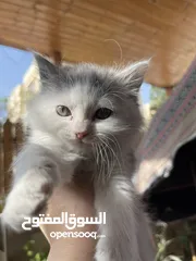  2 قطه  هملايا بيور للبيع