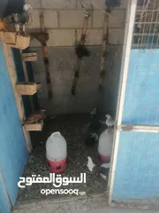  24 حمام للبيع