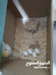  2 جوز روز للبيع اقرء الوصف الي بدو كمان صور يراسلني على الدردشة او ببعتلو