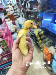  4 بط بلدي انتاج مزراع مطعم جاهز